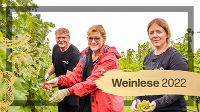 Weinlese